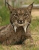 Lynx Lynx's Avatar